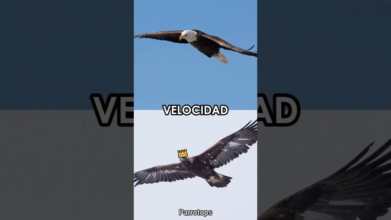 Águila CALVA 🇺🇸 vs. Águila REAL 🇲🇽 | Parrotops 