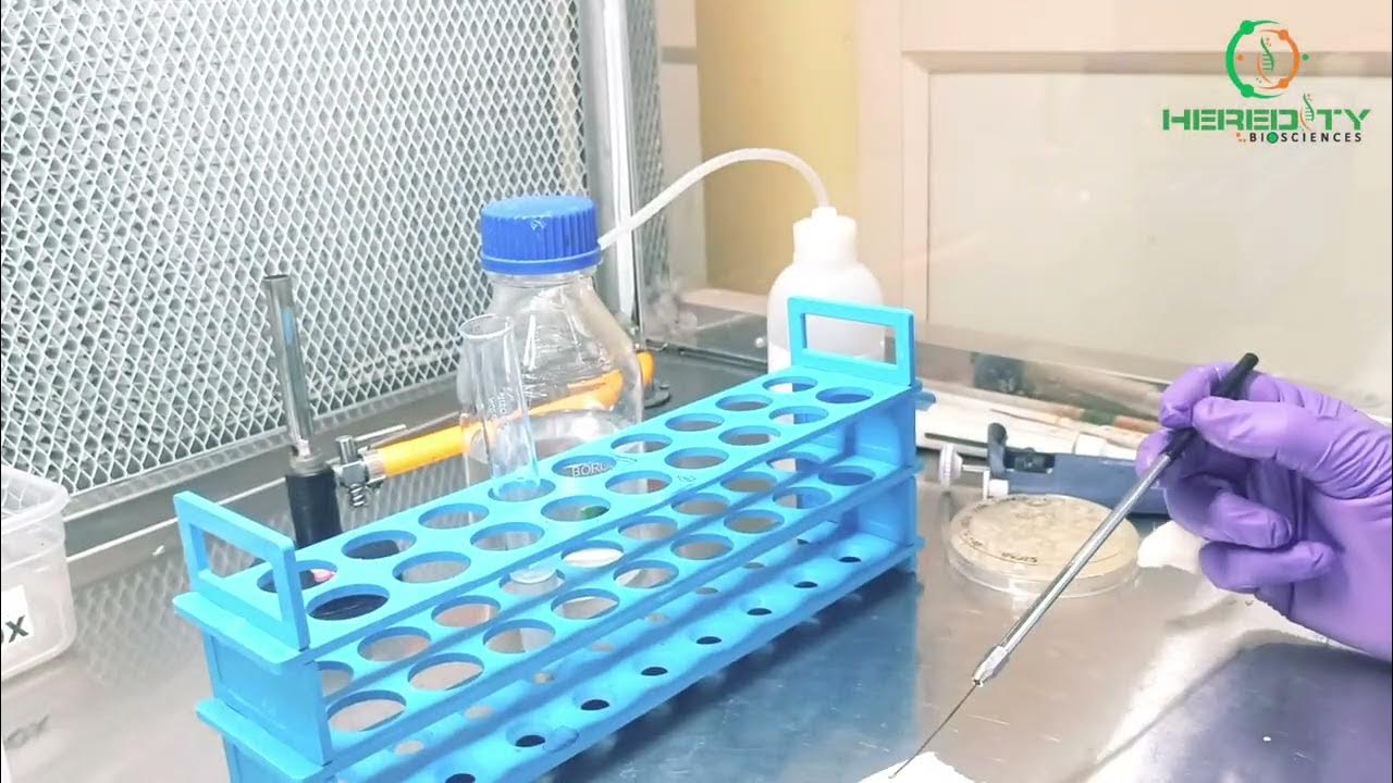 Hanging Drop Method Bacterial Cell motility microbiology YouTube