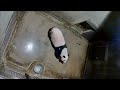 2022/10/19　タンタンさん、寝室で謎の動きをする