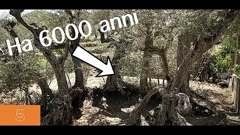 Quali sono gli alberi più longevi?