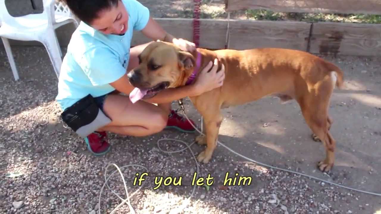 petco hours Xibit - ADOPTED!