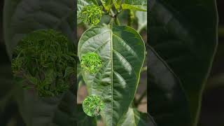 🌶️ मिर्च में वायरस का टेंशन खत्म! #agriculture #farming #agriuniversity #cropprotection #natural