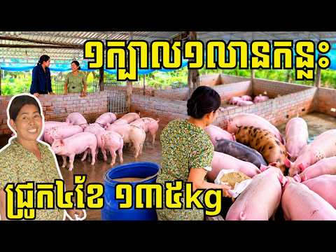 ចិញ្ចឹមជ្រូកសាច់ចាយពេល៤ខែ ១ក្បាលមិនក្រោម ១លានកន្លះទេ