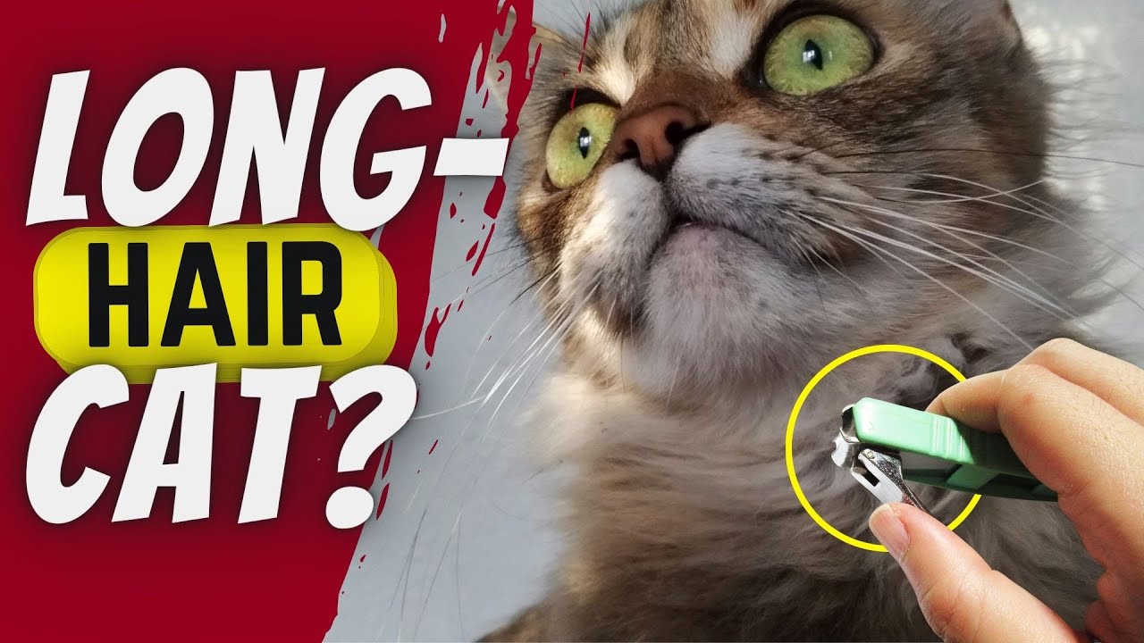 Do THIS if you have a long haired cat!