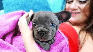 Our New PUPPY! Meeting for the First Time! (emotional) | Cloe Feldman