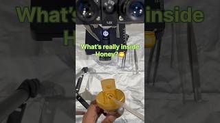 🍯🔬 What’s Really Inside Honey? 40x to 1000x #honey #microscope #inside #video