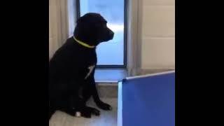#A581154 MISSY needs our help: foster, rescue, adopt, share
