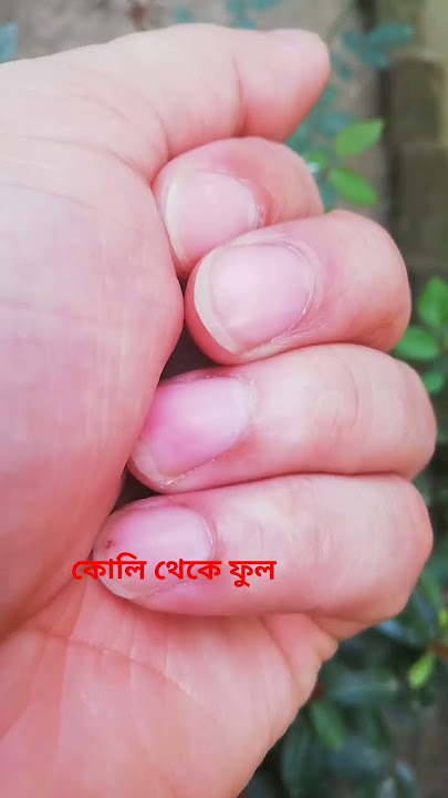 কোলি থেকে ফুল #song #unfrez  #lovesongs #shimulhossenmim #romanticsongs #duetsongs