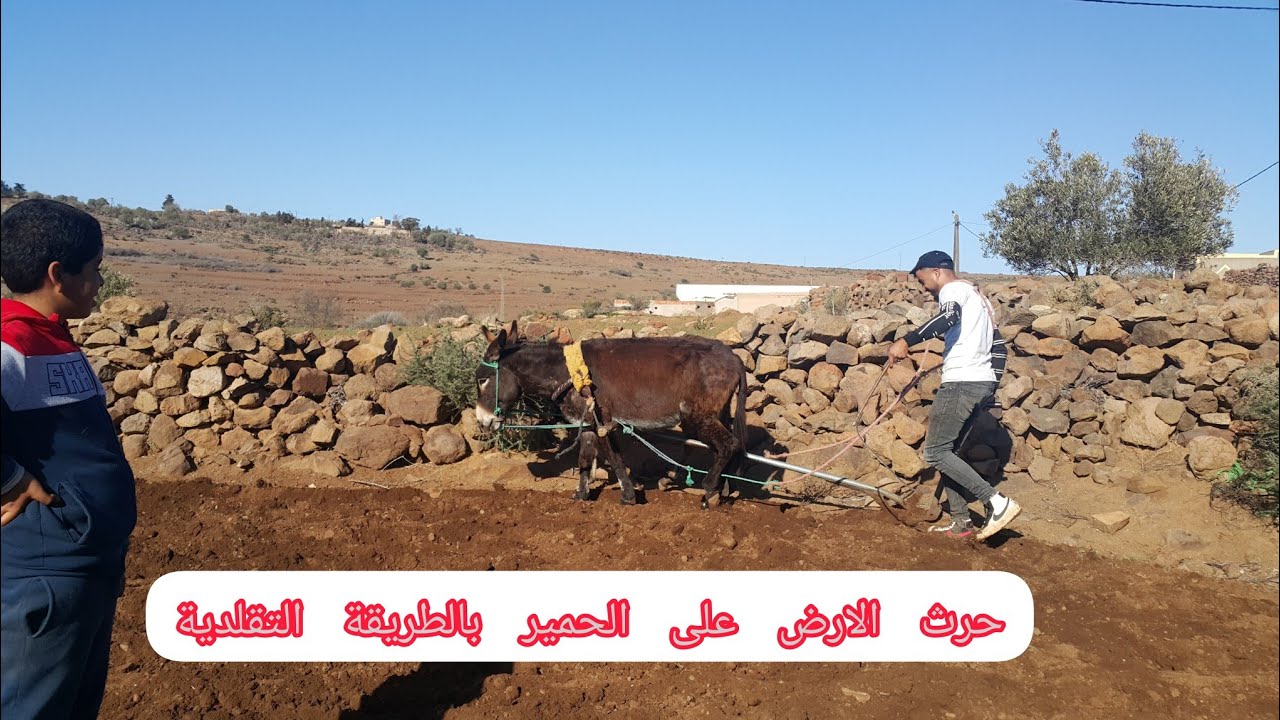 الحرث التقليدي بواسطة الحمير