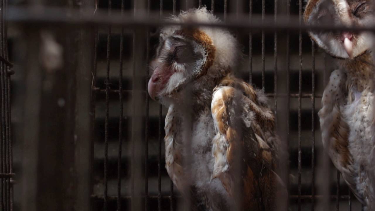 Empress Market YouTube