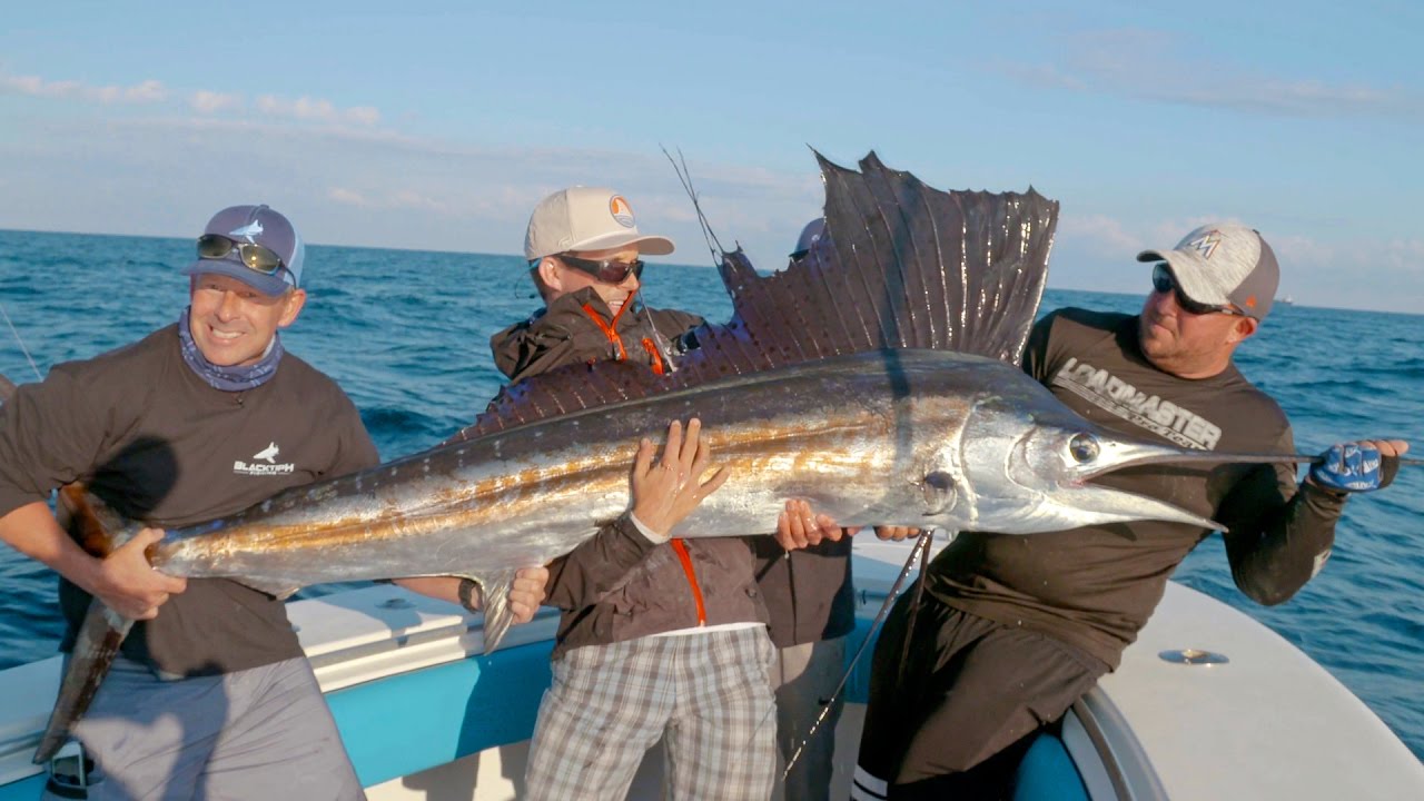 Hungry Barracudas and a Surprise Giant Sailfish 4K YouTube