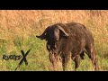 Cape Buffalo Highlight Show