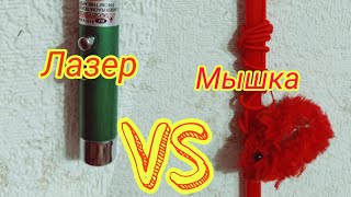 Лазерная указка VS Мышки// реакция котов