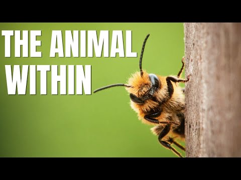 The Animal Within | National Geographic Hindi | Animal Planet in Hindi 