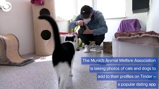 WEB EXTRA: Animal Shelter Using Tinder To Find Homes For Dogs and Cats