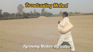 Broadcasting Sowing Method of Wheat  Crop.