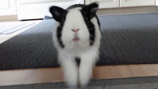 Rabbit SMASHES into camera and bumps his head