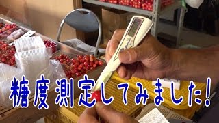 佐藤錦糖度計測してみました！さくらんぼ金賞三席受賞農園 こだわりすぎた篤農家 丹野農園 Sato Nishiki Japanese cherry
