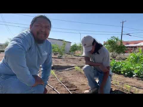 Video: Tepary Bean Plants – How To Plant Tepary Beans In The Garden