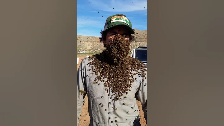 Honey bee beard.  Rob Brinkerhoff