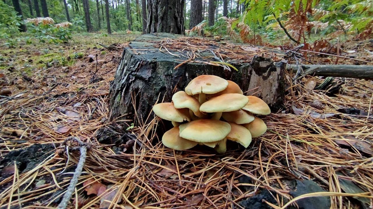 ДО ЛІСУ ПІСЛЯ ДОЩУ. 16.09.2025Р. РІВНЕНЩИНА...