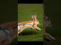 🐰 Run Rabbit Run: Bouncy British Farm Chase by Colten 🎶