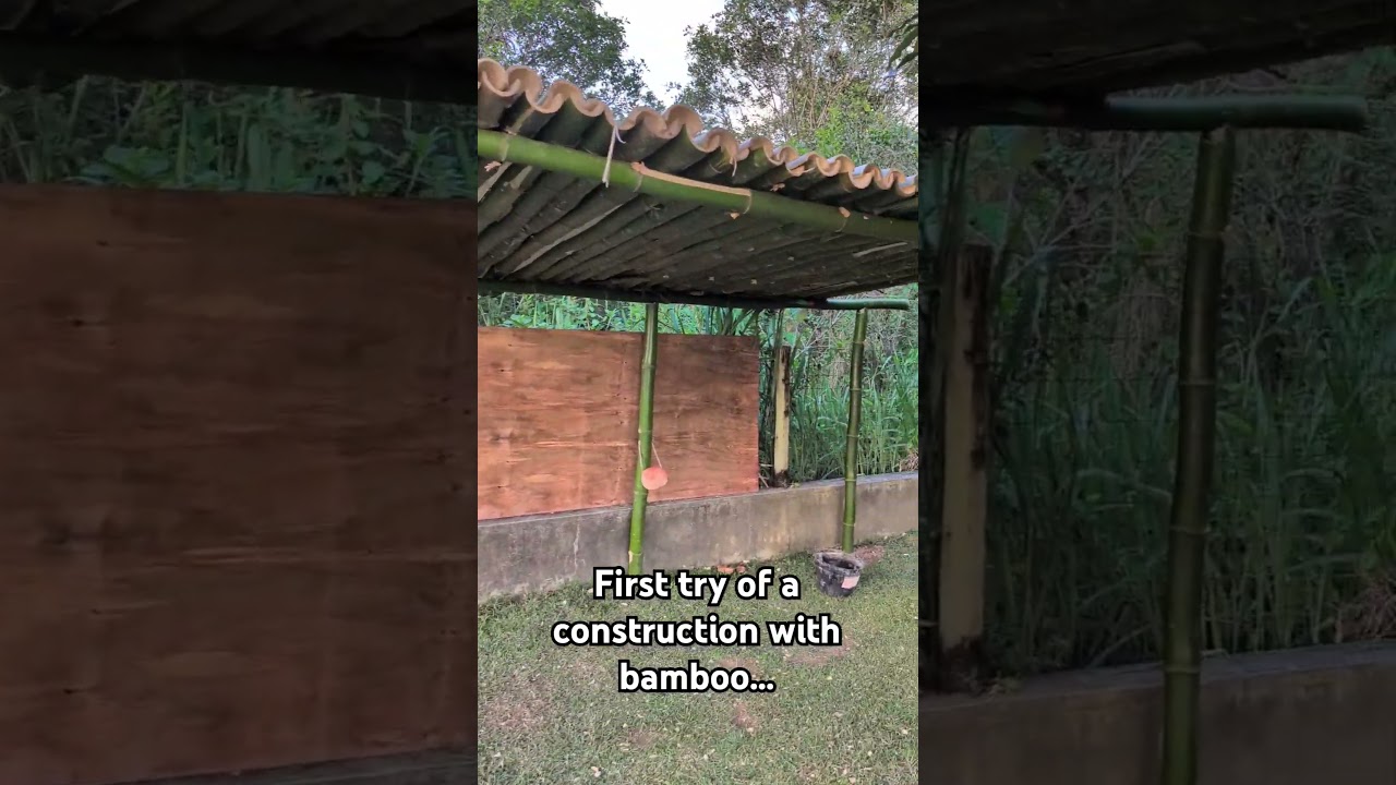 Trying to build a shelter for our donkeys with bamboo.  