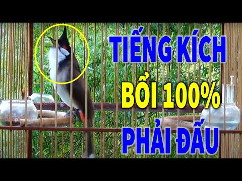 Video Chào Mào Hót | Chào Mào Kích Trống Lên Lửa, Luyện Chào... - youtube