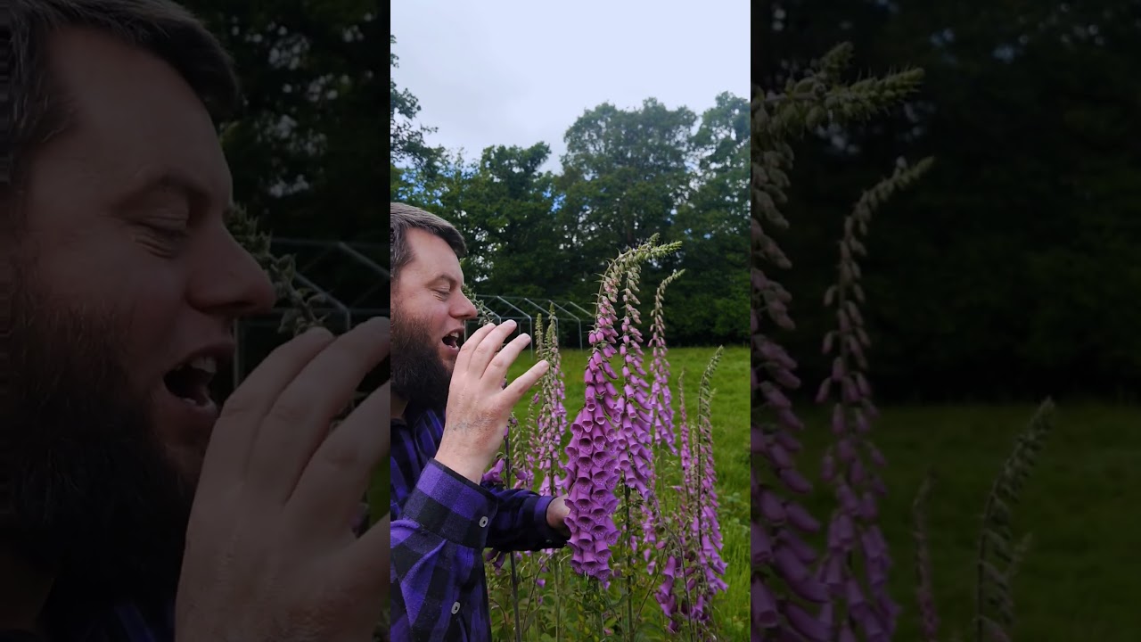 Foxglove - Deadly poison, heart medicine & history 🦊