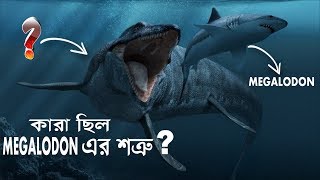 কর ছল পথবর বহদকর হঙগর Megalodon এর শতর? 5 Dangerous Megalodon Enemies Ever Existed