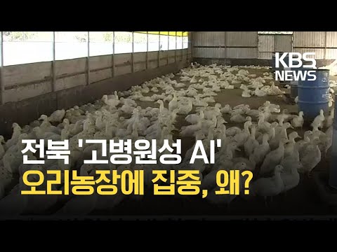 익산서도 ‘고병원성 AI’…<strong>오리농장</strong> 집중 발생 / KBS
