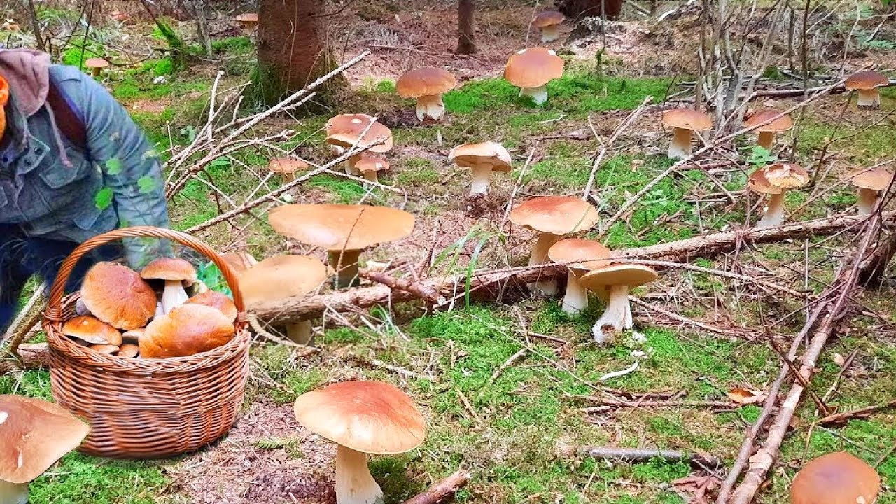 ГРИБЫ 2025 СЕГОДНЯ ШОК!!! МЕГА В ЛЕСАХ!! КОРЗИНЫ ПОЛНЫ БЕЛЫХ белые грибы 🌕! СБОР ГРИБОВ