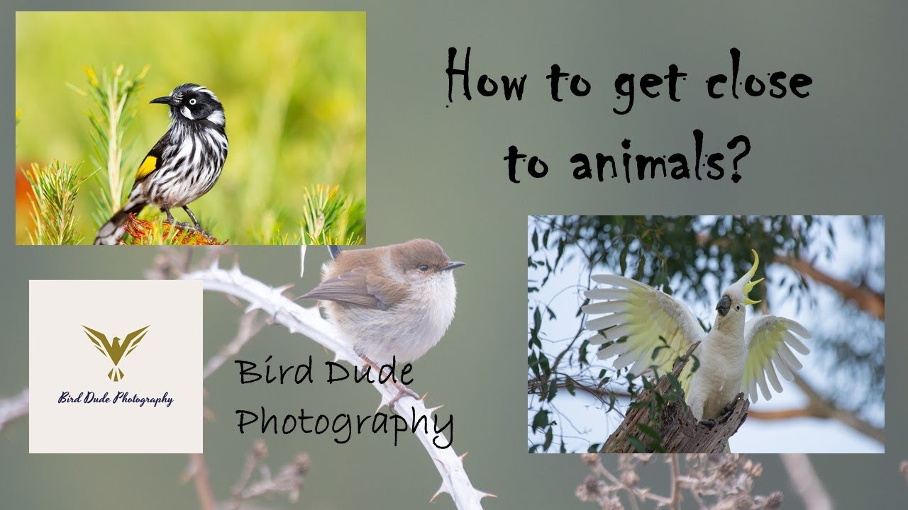 how-to-get-close-to-animals-youtube