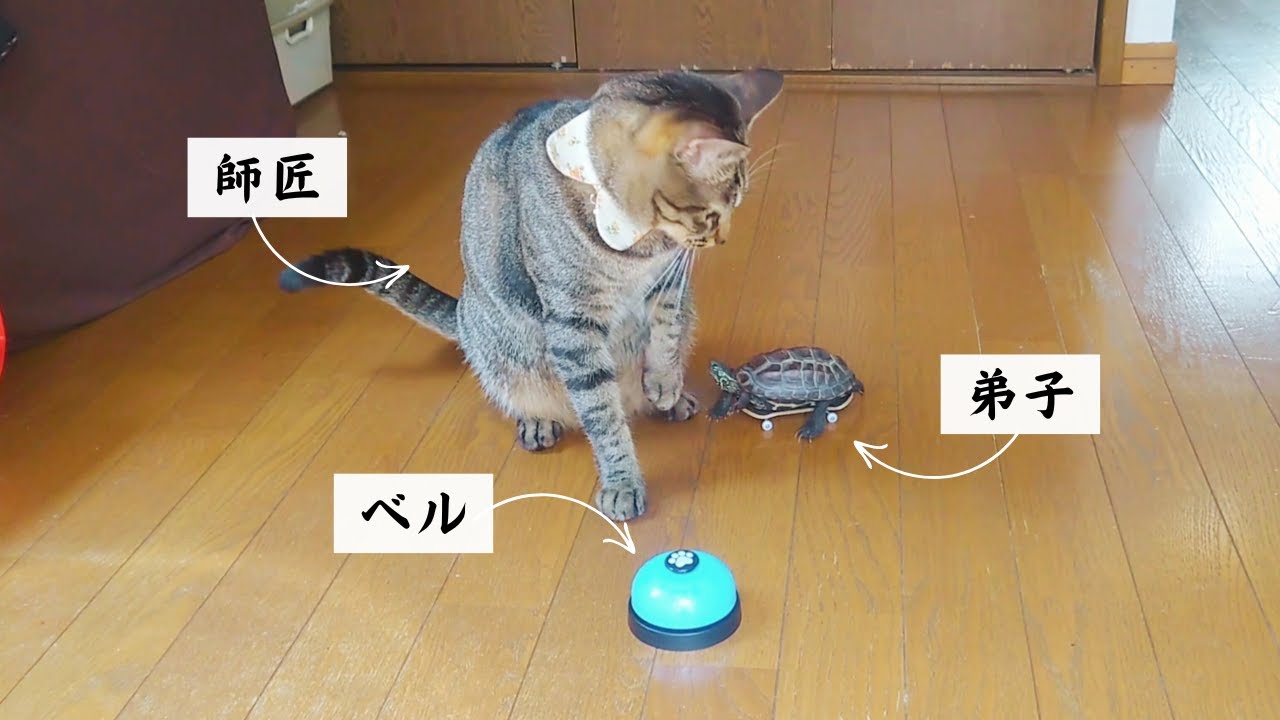 爆笑】ベルの鳴らし方をスケボー亀に教える猫【Cat teaches