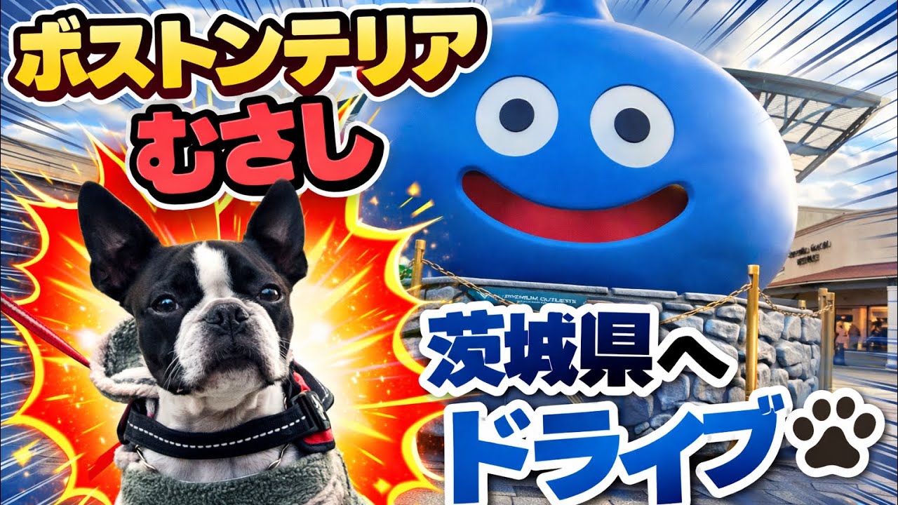ボストンテリア　むさし　茨城県へドライブ🐾
