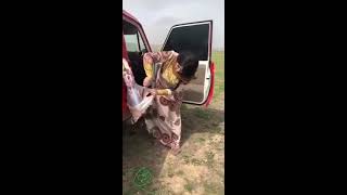 Girls Slaughtering A Goat Girls Slaughtering A Goat