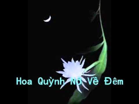 Hoa Quỳnh Nở Về Đêm - Rap Viet - Zenky