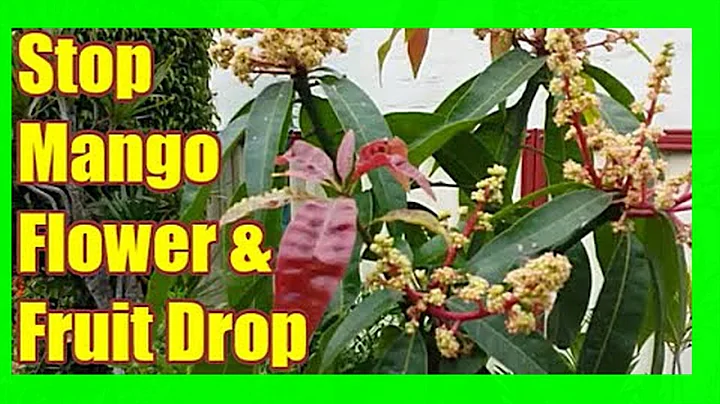 Prevent Mango Flower and Fruit Drop: Mango Tree Care - DayDayNews