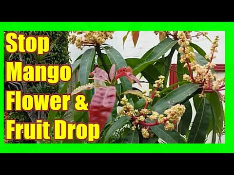 Video: Mango Tree Problems - No Mango Fruit On Tree