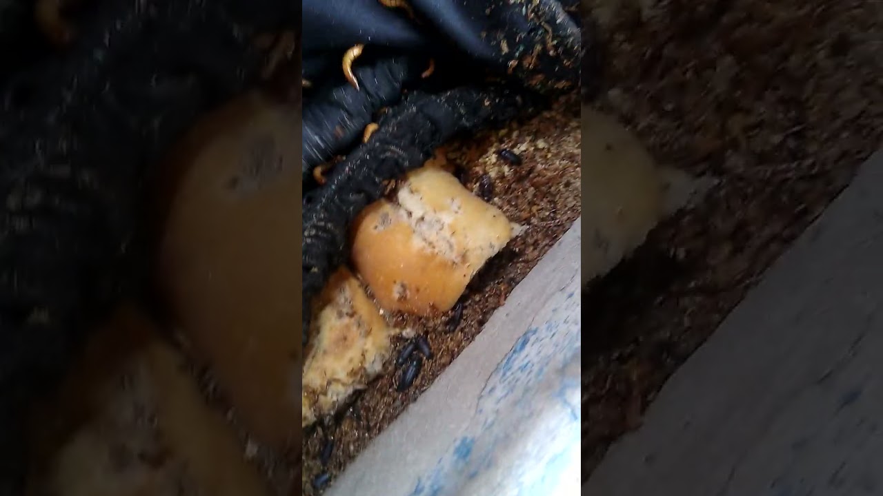 Minha criação de tenebrios