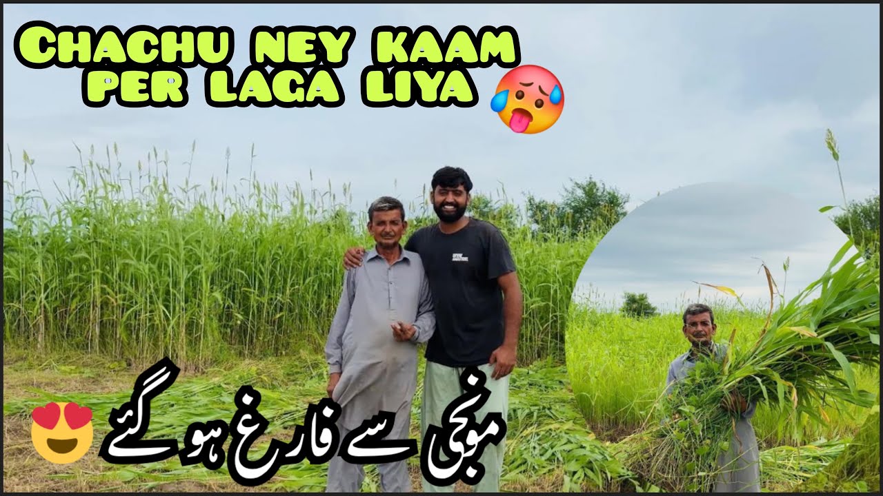 Monji say free howe to chachu ne pathyan nu laga lia🥵🥵| Chachu kehta ghori 🐎le kr do