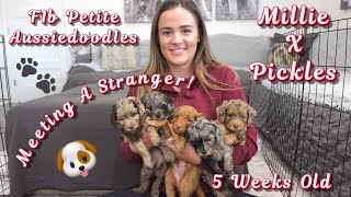 Aussiedoodle Puppies Meeting A Stranger | 5 Weeks Old | Millie X Pickles | Silver Creek Doodles