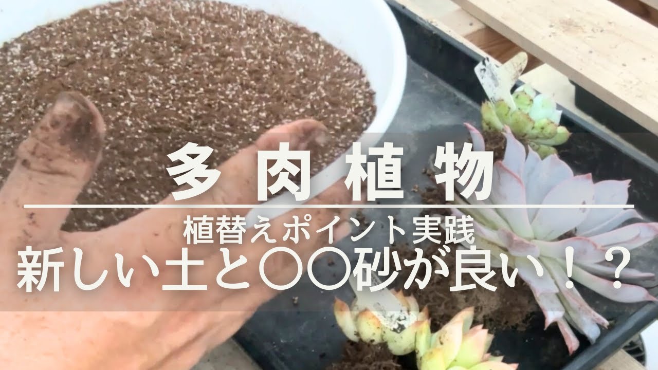 Succulents] Autumn repotting practice! New soil and XX sand are