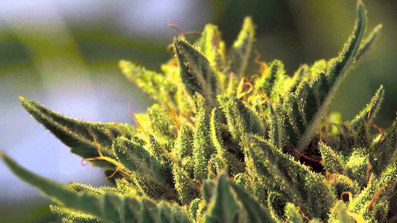 Double OG Sourkush by Rebel Grown