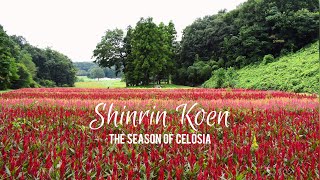 Musashi Kyuryo Government Park Shinrin Koen And Season ,