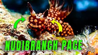 Nudibranch Moving at a Deliberate Pace
