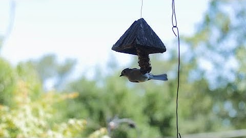 Garden Tips: Turn Your Landscape into a Bird Sanctuary