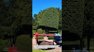 Large Tree Transplanter: Safe & Fast Relocation