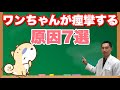 犬が痙攣する7つの原因【獣医師監修】