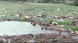 Kaviya lifestyle இரண்டு நாள் வாத்து குஞ்சுகள்